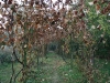 herfst4
